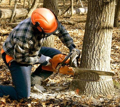 Tree Removal in Altavista, VA